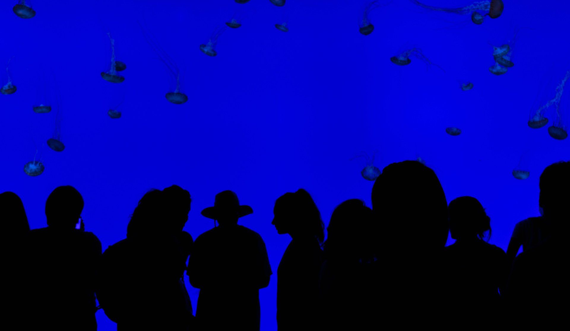 A group of people are looking at jellyfish in an aquarium.